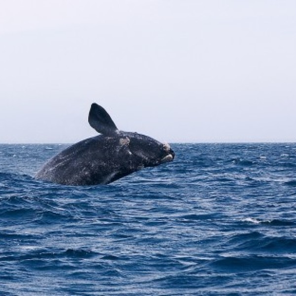 A whale springing out of the water