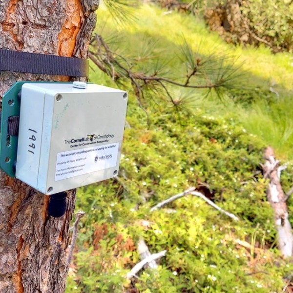 A recording unit with the Lab of Ornithology logo is tied to the trunk of a tree 