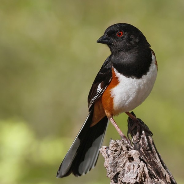 A bird with black, white, and orange color sits on top of a twig