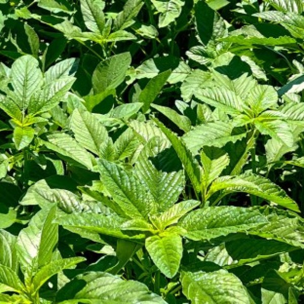 Close up of a patch of waterhemp