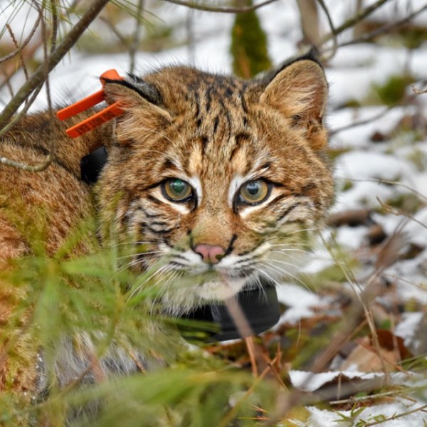 Bobcat with a tag on its ear sits under a tree.