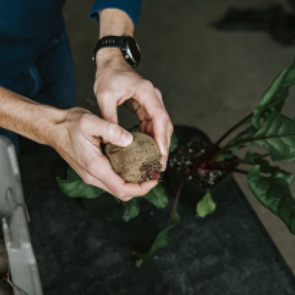 Close up of a person's hands holding a beet.