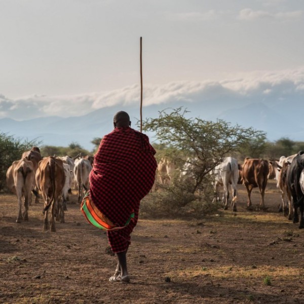A Maasai herder leads his cattle across the landscape.