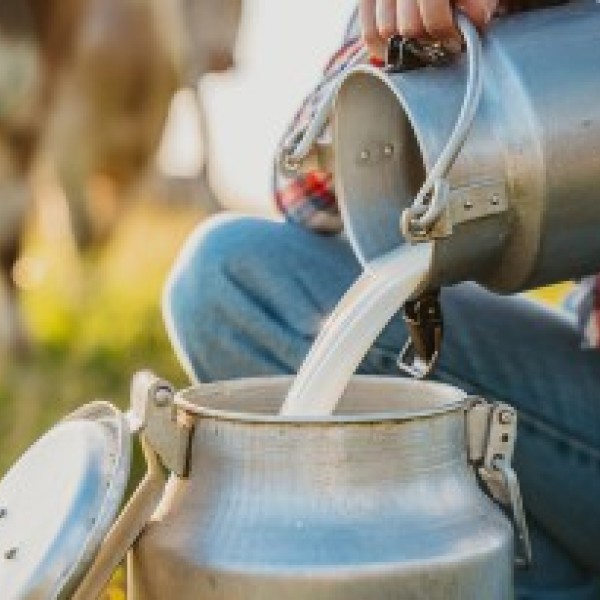 Close up of milk being poured from a small tin can to a larger one.