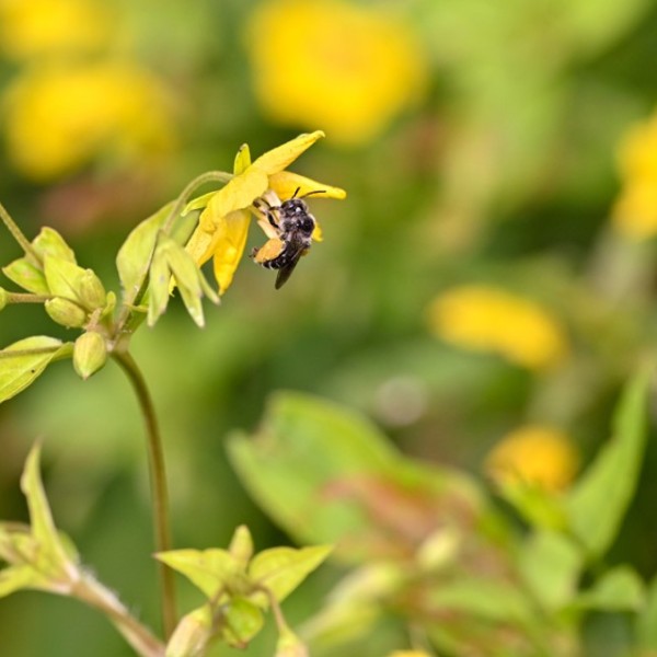 A wild bee drinking nectar from a flower