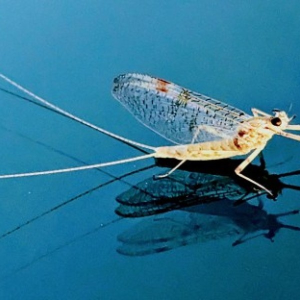 A mayfly sitting on the surface of water