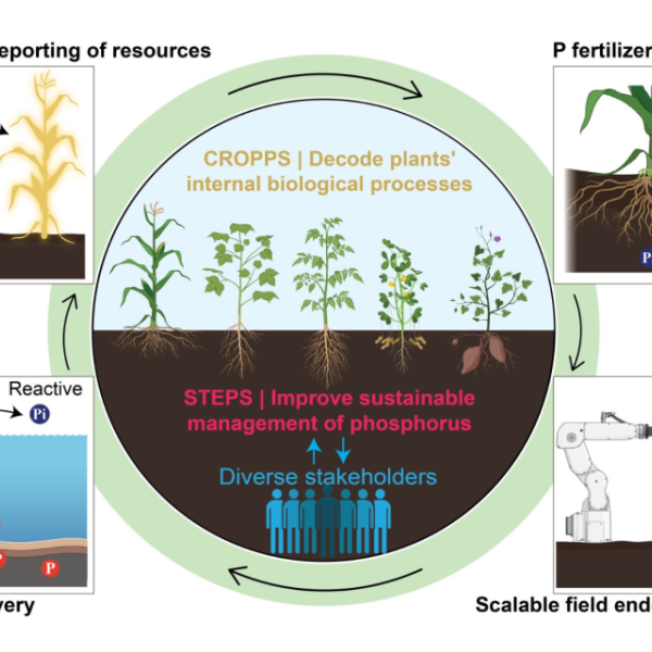 Graphic representing the collaborative framework of CROPPS decoding plants’ internal biological processes, STEPS improving sustainable management of phosphorus, and a two-way collaboration with diverse stakeholders.