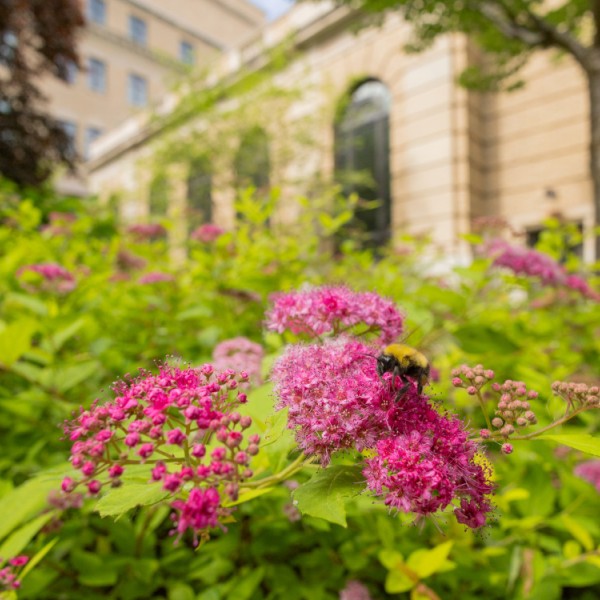 A bumblebee on a blossoming plant outside Warren Hall in spring.