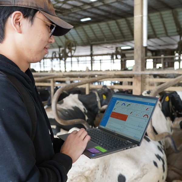 a man looks at data on a computer in a cow barn