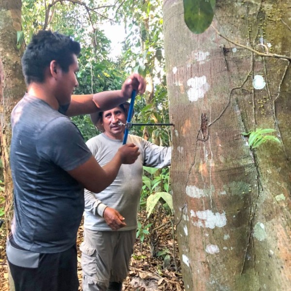 Two researchers core a tree in the Peruvian Amazon.