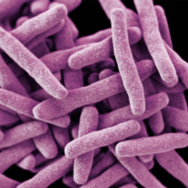 tuberculosis bacterium