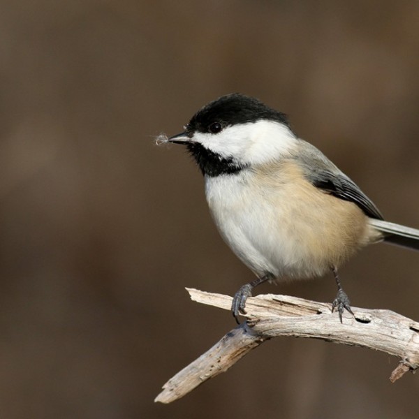 Black-capped chickadee sitting on a twig