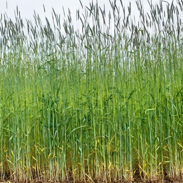 Cereal rye, the most widely used cover crop in the U.S., in a field at the Cornell University Musgrave Research Farm in Aurora, New York.
