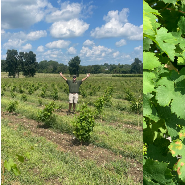 man standing in field (left), diseased grapevines (right)