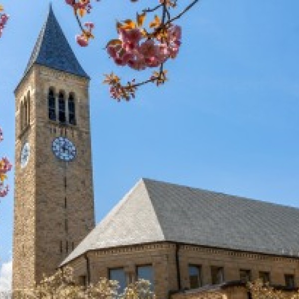 Cornell clock tower with cherry blossoms