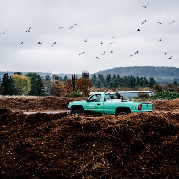 a flock of birds fly over a blue track and compost pile