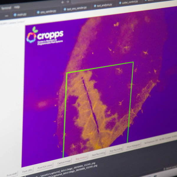 Computer screen showing leaf