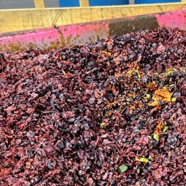 A container full of grape pomace