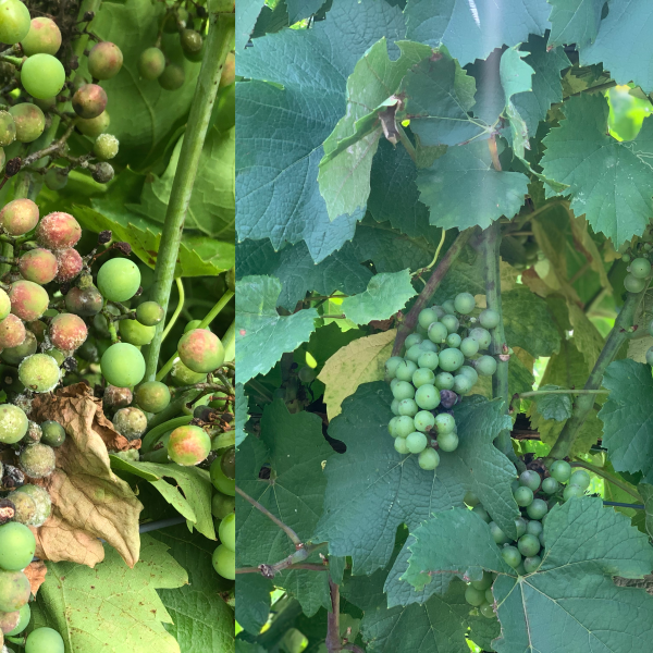 2 pics of diseased, unusable grapes on the vines