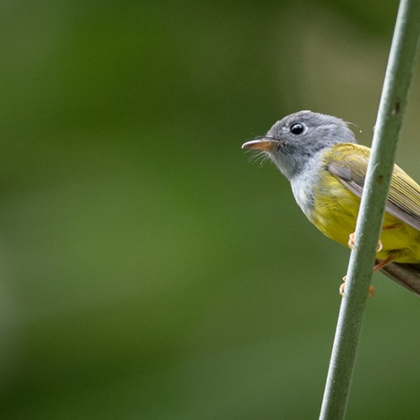 Gray-headed Canary-Flycatcher