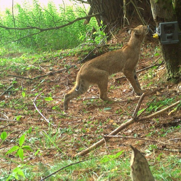 A bobcat sniffs a trail camera mounted by Cornell researchers, in collaboration with New York state.