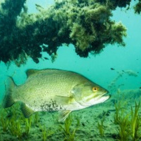 Smallmouth bass swimming underwater