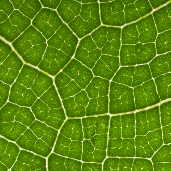 Close up of a leaf, showing its cells