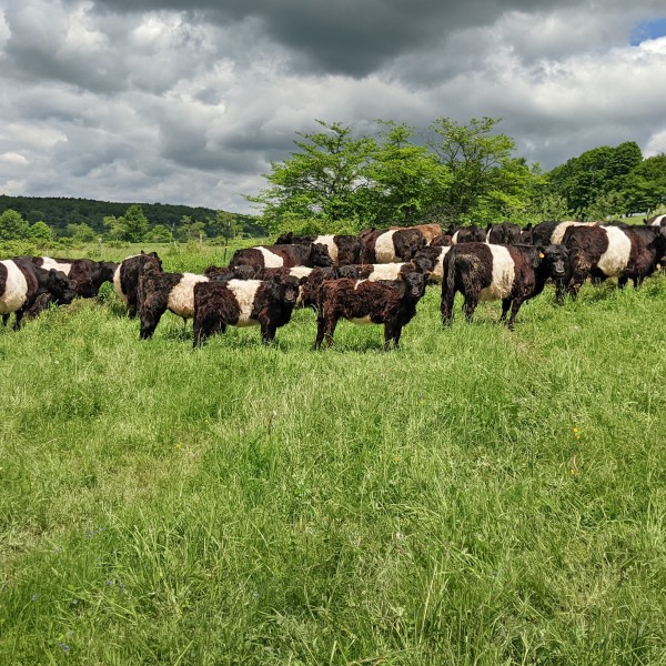 Cattle on a pasture