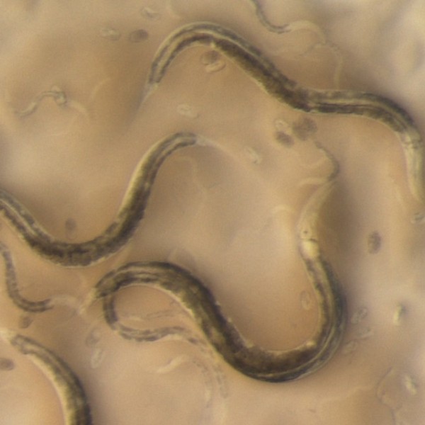 The nematode worm Caenorhabditis elegans