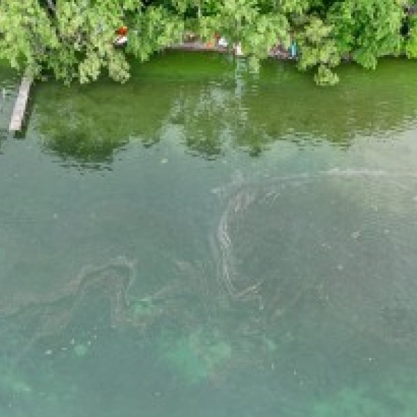 A harmful algae bloom along the west shore of Cayuga Lake.