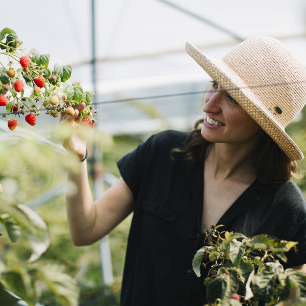 Lena Wilson, a Ph.D. student, examines berries in a research tunnel.
