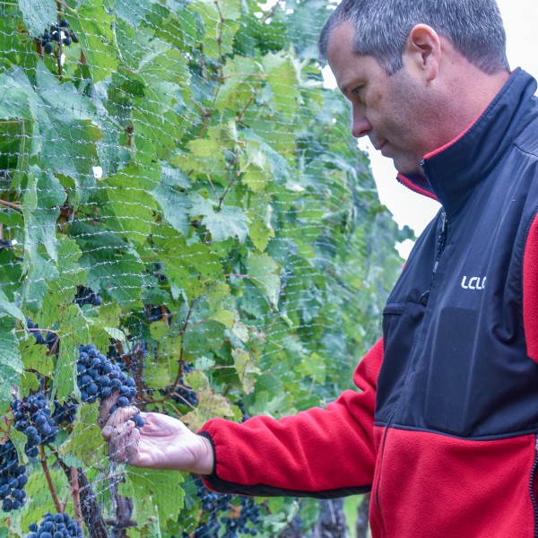 Hans Walter Peterson inspecting grapes in a vineyard 