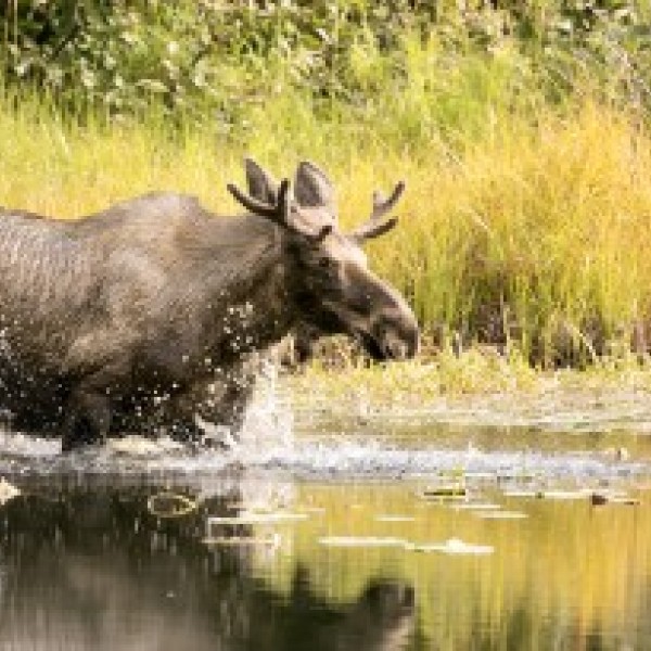 Moose wades into a creek