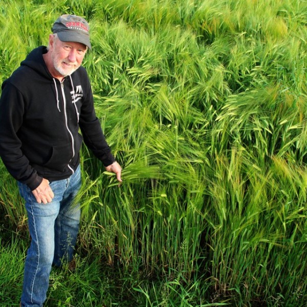 Mark Sorrells, professor of plant breeding and genetics stands in a barley field