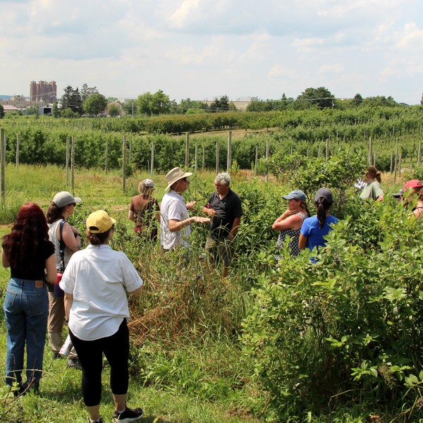 people in blueberry planting with apple trees and campus in background
