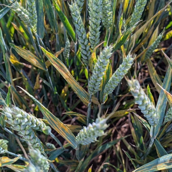 Yellow rust on wheat