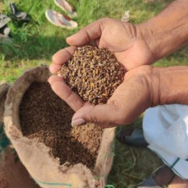Hands holding grain.