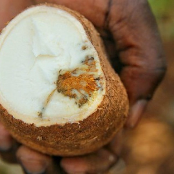 cross-section of a cassava 
