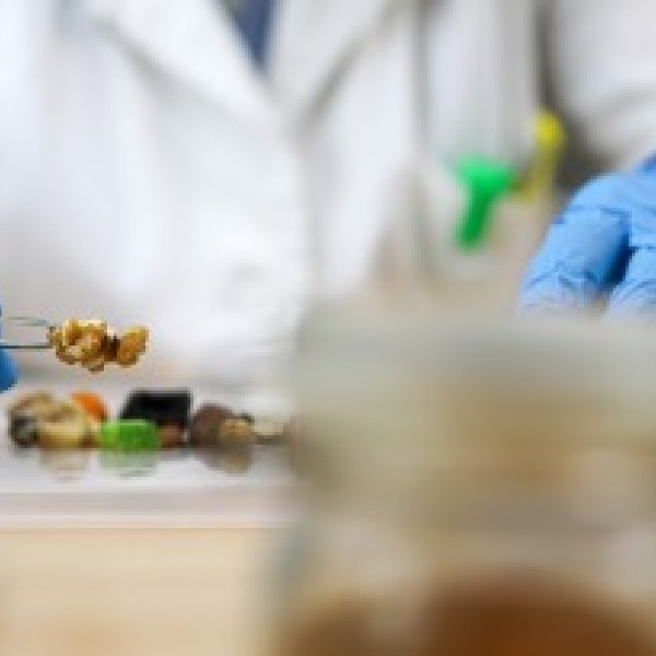 Researcher studying food