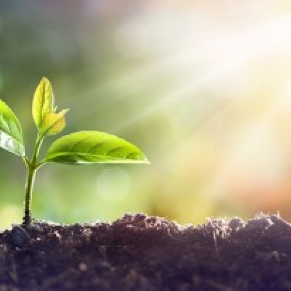 Plant sprouting from dirt