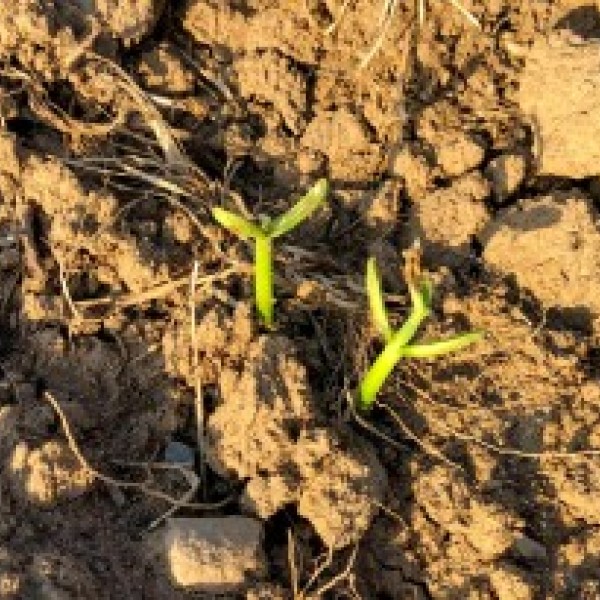 Two plants springing up for soil