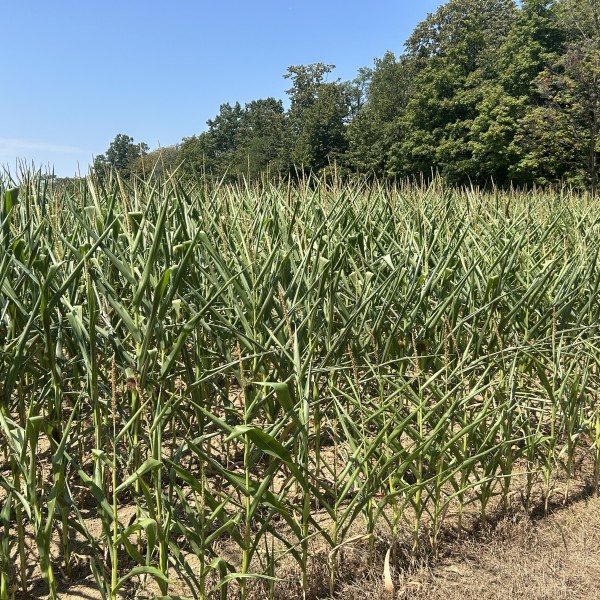 drought stressed corn