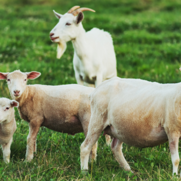 Sheep and goats in a field