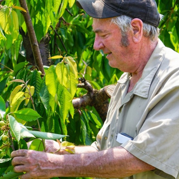 Jim Bittner ’80 inspects fruit on a tree