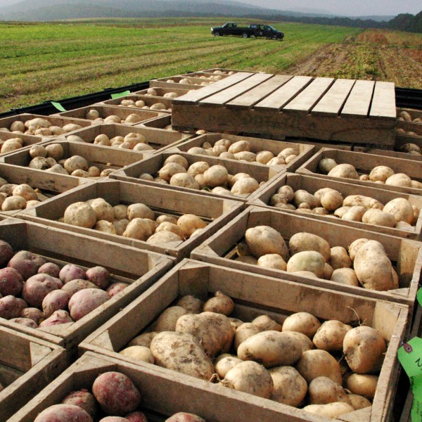 crates with potatoes on a farm