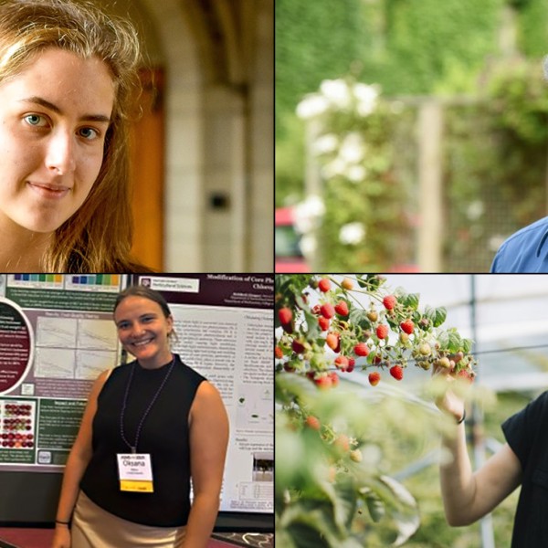 composite of winners