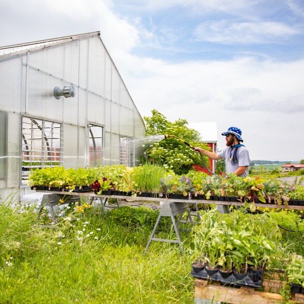 Farmer watering plants in a greenhouse