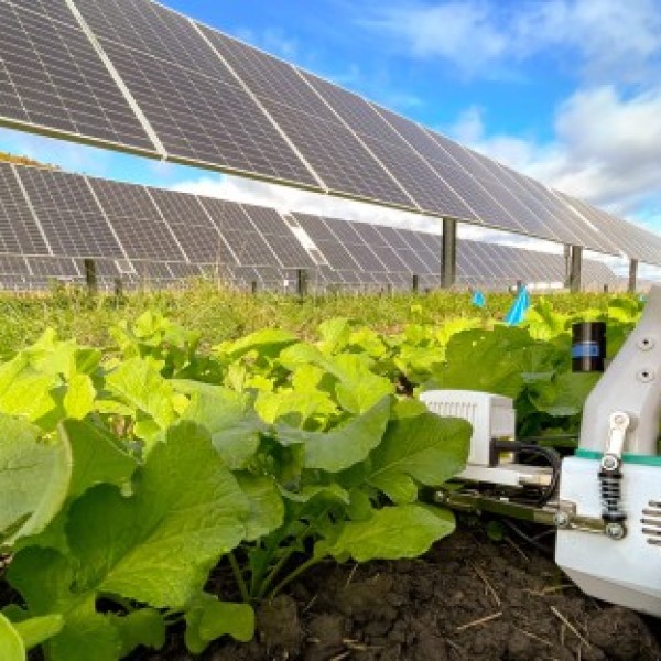 An infrared gas analyzer assesses photosynthetic light response in radish plants grown on a solar farm near Albany, New York.