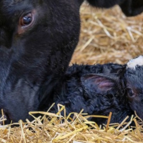 Cow cleaning off a newborn calf