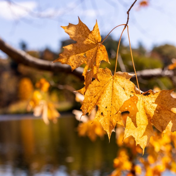 A sunny autumn day at Beebe Lake.